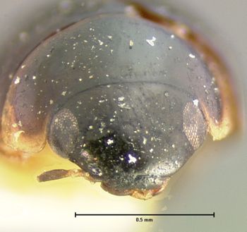 Media type: image;   Entomology 3101 Aspect: head frontal view 3